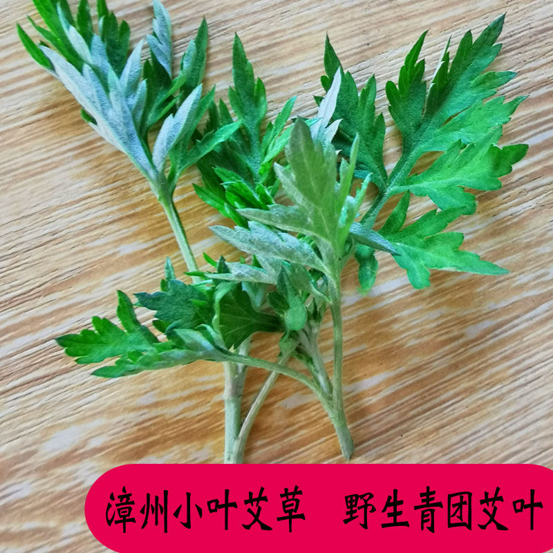 艾草新鲜蔬菜当季食用野菜生艾草叶清明粿草粑粑艾粄青团嫩艾叶芯