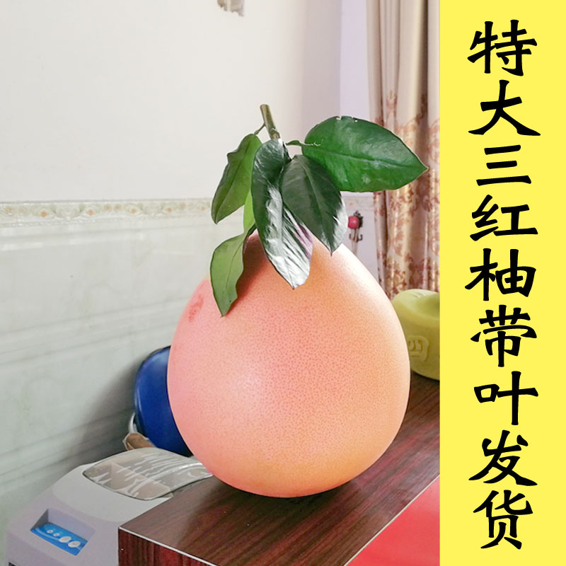 琯溪蜜柚平和红柚三红柚带叶柚子