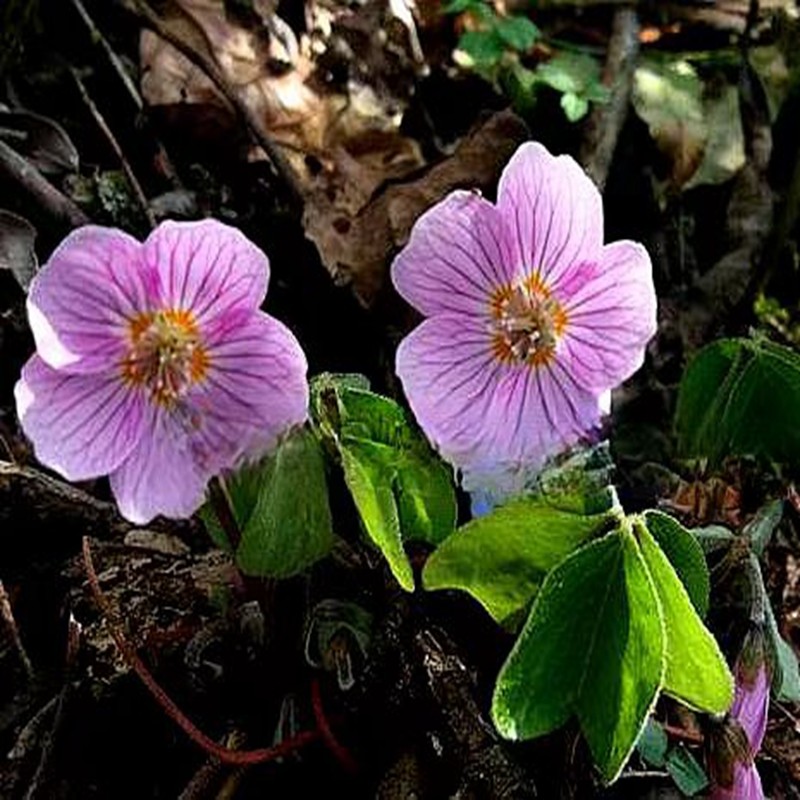 三叶草 酢浆草 室内小型时令草本花卉桌面植物地盆栽耐寒喜阴庭院