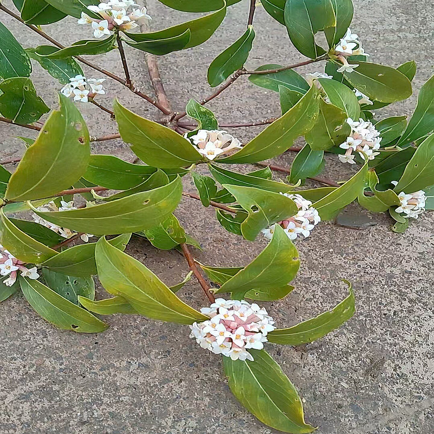 毛瑞香常绿喜阴湿开小花灌木图片