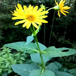 满50包邮串叶 松香草 菊科松香草属庭院阳台楼顶观赏点缀栽种耐寒