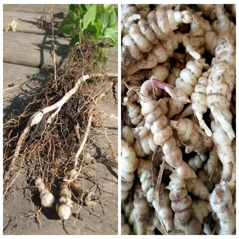 甘露子 地牯牛 环玉环菜地参多年生落叶草本耐寒绿植容易地盆栽种