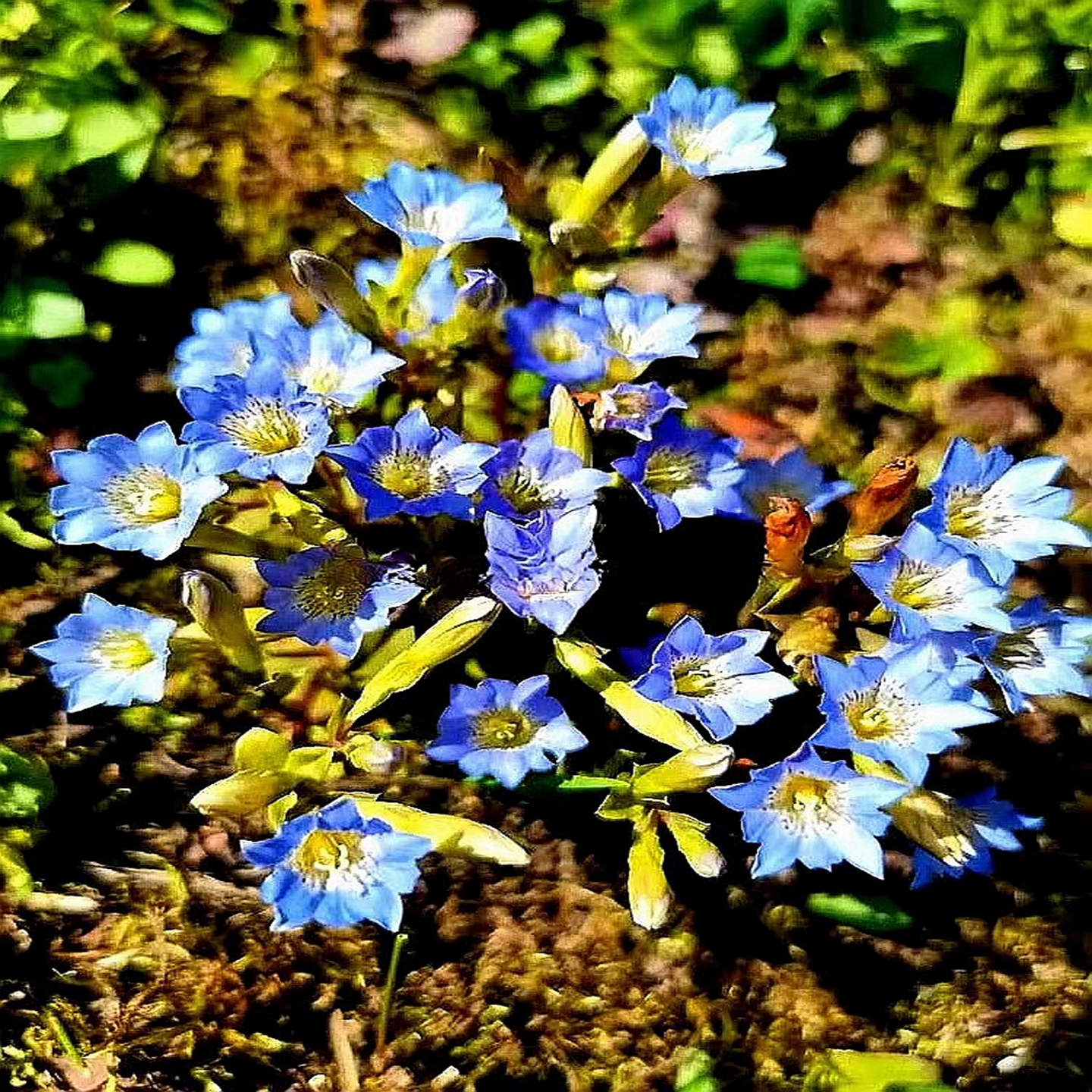 蓝花龙胆有趣可爱庭院桌面花卉