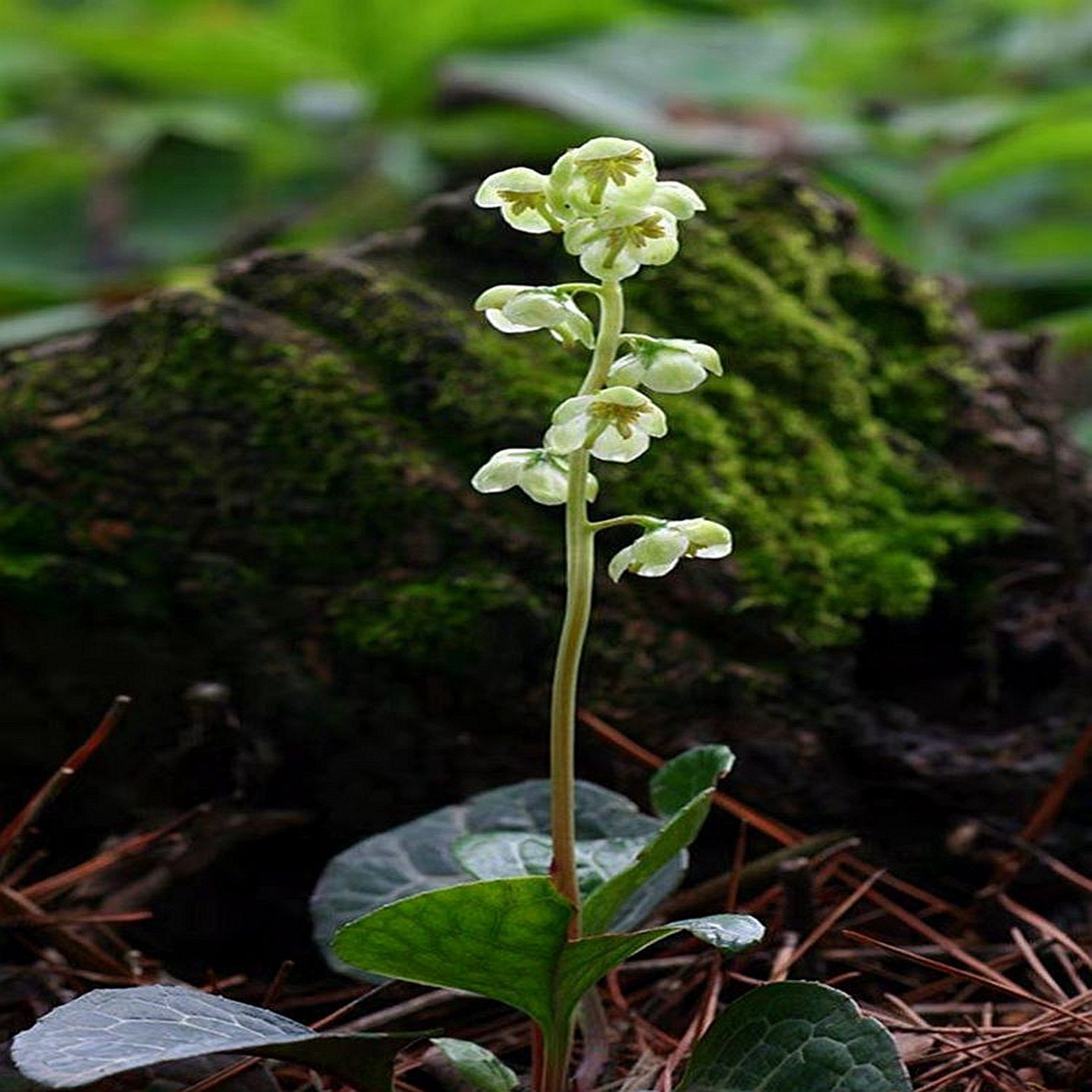 鹿晗草 鹿蹄草 常绿多年生植物庭院室内地盆培耐寒湿时令草本花卉