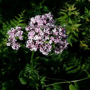 耐寒草本花卉庭院花卉苗春季缬草