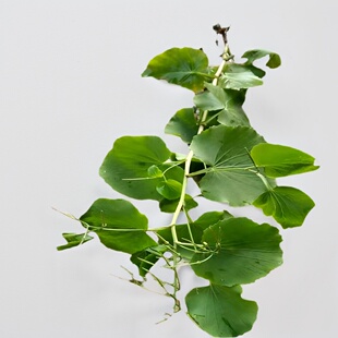 恩施堇叶碎米荠 十字花科草本植物 庭院观赏绿植喜阴凉湿润环境