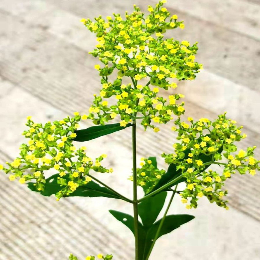 满50包邮 少蕊败酱 时令草本花卉庭院室外观赏趣味绿植盆地栽耐寒