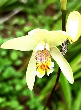 基地种植白及白芨耐寒喜阴庭院