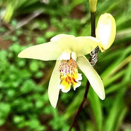 白及白芨喜阴时令草本花卉