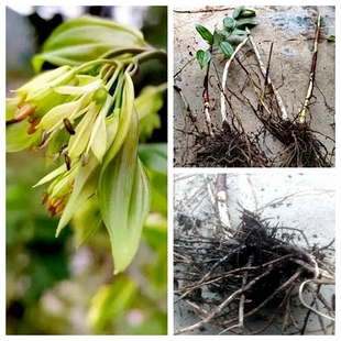 长蕊万寿竹  万寿竹多年生落叶草本植物新奇趣味盆地栽喜阴湿耐寒