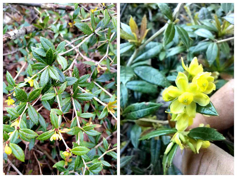 满50元包邮 三颗针 常绿庭院园林绿化观赏耐寒植物易活小花灌木苗