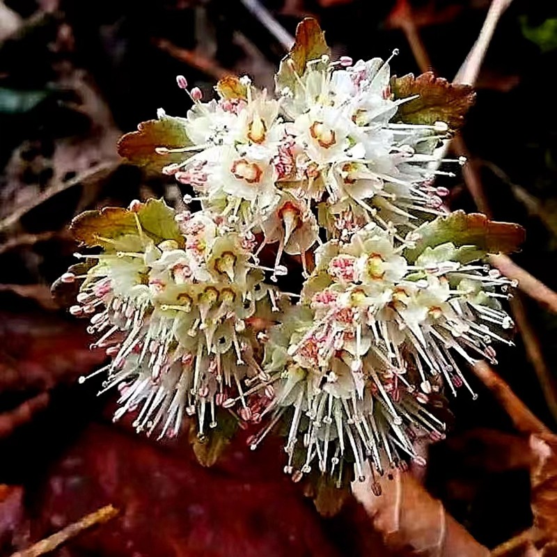满50包邮 报春花苗 大叶金腰 时令草本花卉阴生办公桌面绿植耐寒