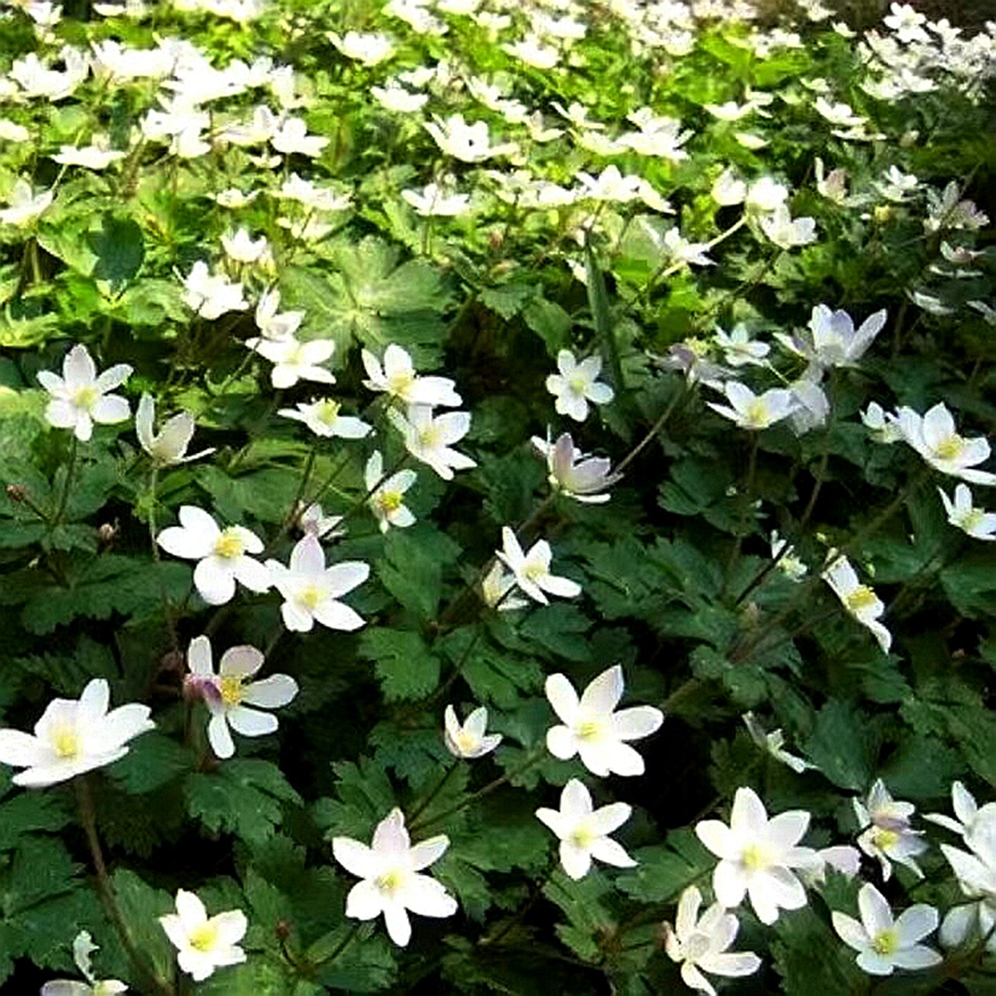 满50包邮 银莲花 鹅掌草苗多年生时令草本花卉庭院林荫银莲阴绿植