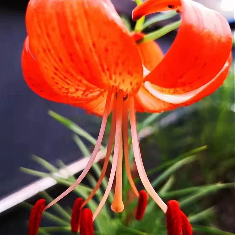 满50包邮 细叶甜百合 兰州百合 趣味耐寒地盆栽球根时令草本花卉