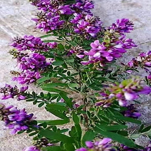 美丽胡枝子 多花胡枝子 多年生草本苗小型观赏植物耐寒绿化点缀花