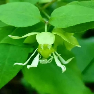 狗筋蔓 白牛膝骨草秋冬落叶多年生绿植耐寒阴攀援易活苗喜阴湿