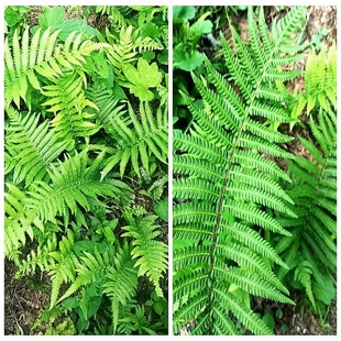 满50包邮 毛蕨 蕨类植物盆地栽绿植耐寒喜阴湿易活高度50厘米栽种