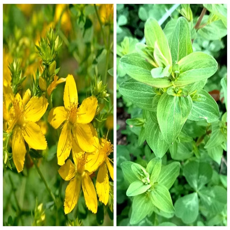 满50包邮 贯叶连翘 圣约翰草 阳台庭院绿植物耐寒时令草本花卉苗