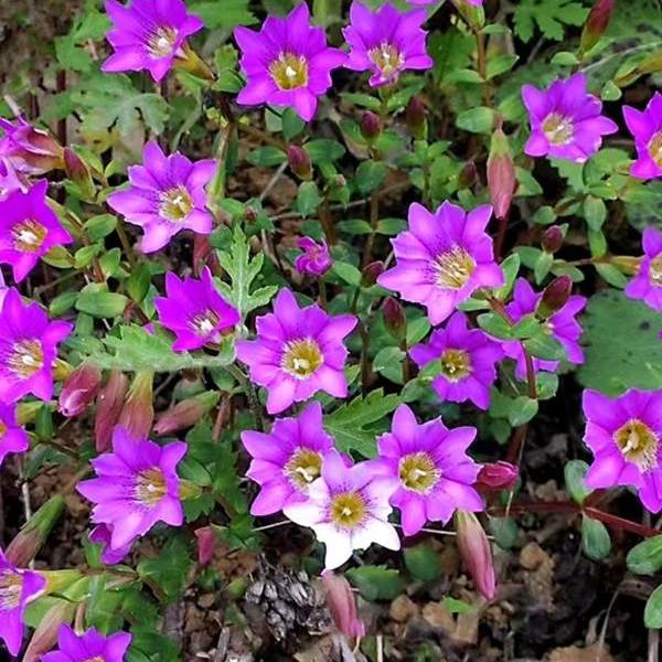 满50包邮 带土 红花龙胆 星宿花苗 时令草本花卉小型趣味耐寒绿植
