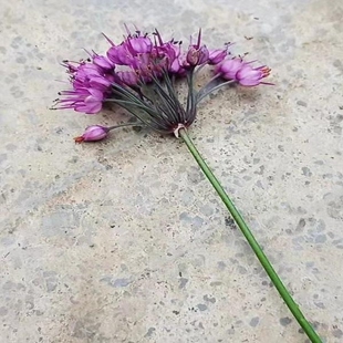 山区老品种 藠头 可食用儿时回忆易活庭院百合科绿植物盆栽耐寒苗