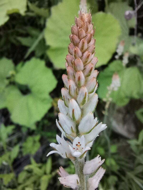 满50包邮 肺筋草 粉条儿菜金线吊白米多年生绿植草本耐寒盆地栽苗