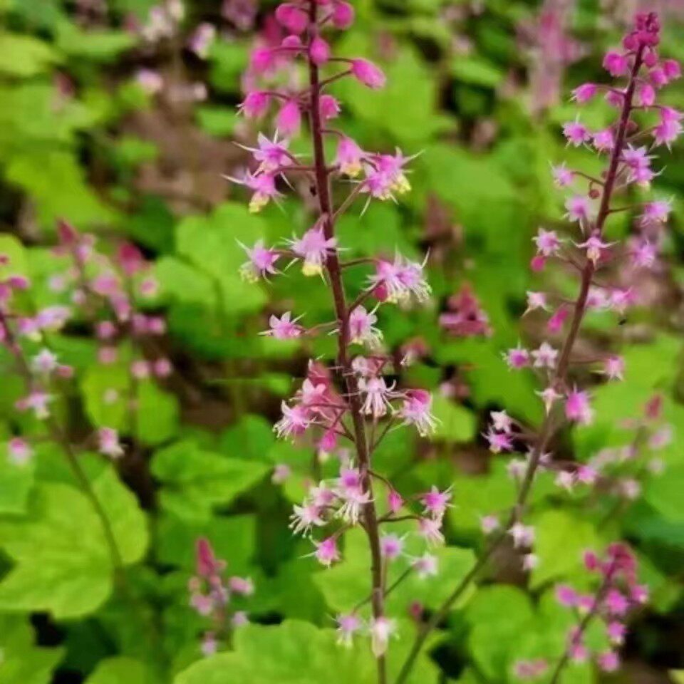 黄水枝 红棉儿虎耳草科常绿植物庭院地盆栽耐寒阴时令草本花卉 苗