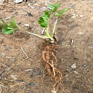 老品种 白芷苗 香白芷 根部保湿喜半阴可观赏多年生绿植耐寒易活
