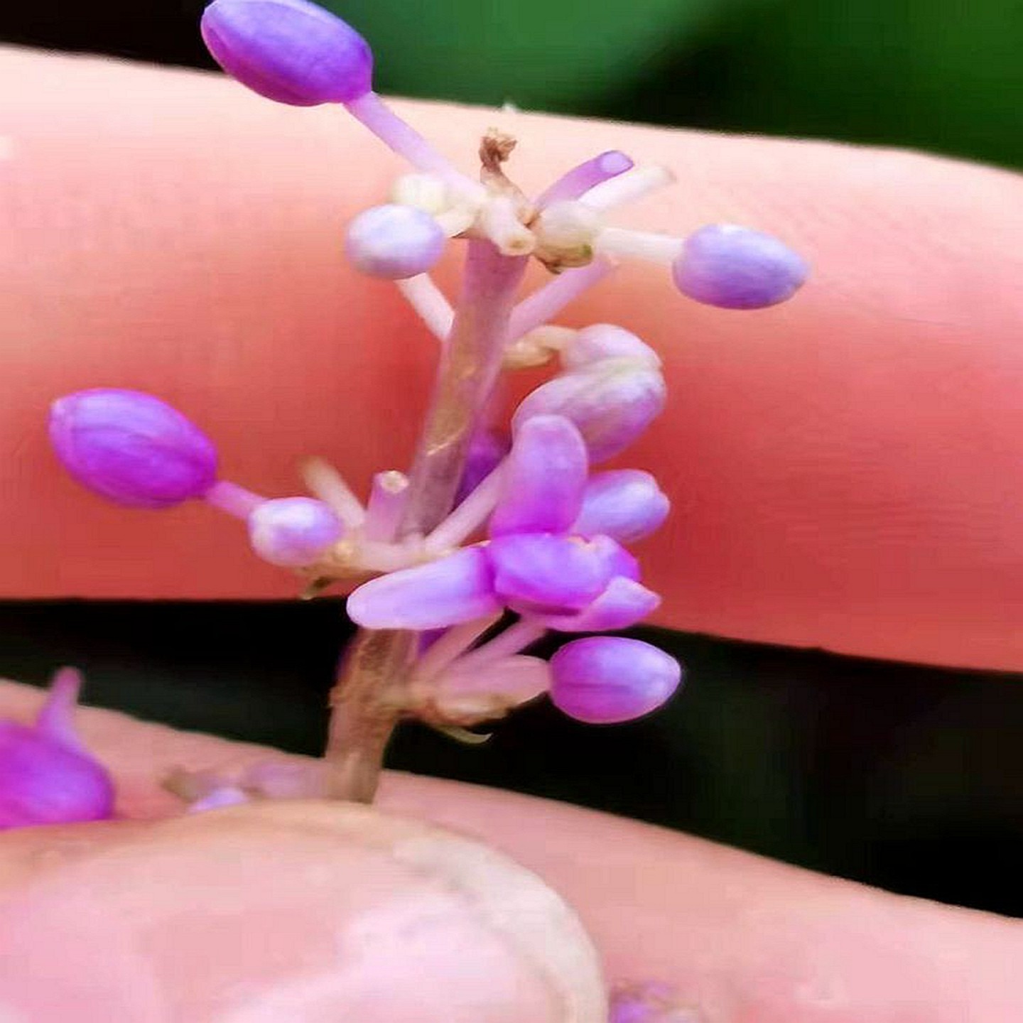 满50包邮 大麦冬 庭院园林时令草本花卉四季常绿植耐寒阴地盆栽苗