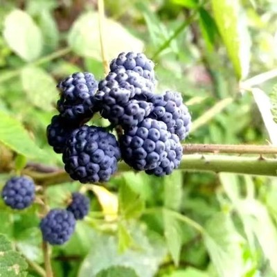 50包邮 蓝露莓 树莓 喜阴悬钩子 耐寒地盆栽南北方新奇落叶小灌木