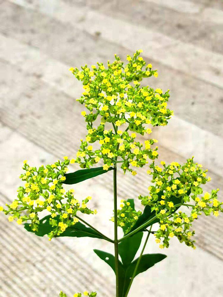 满50包邮 黄花败酱 时令草本花卉庭院室外观赏趣味绿植盆地栽耐寒