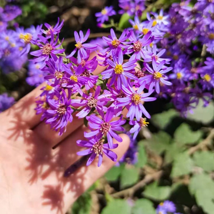 满50包邮 紫菀 菊科紫菀属时令草本花卉绿植物点缀盆地栽耐寒易活