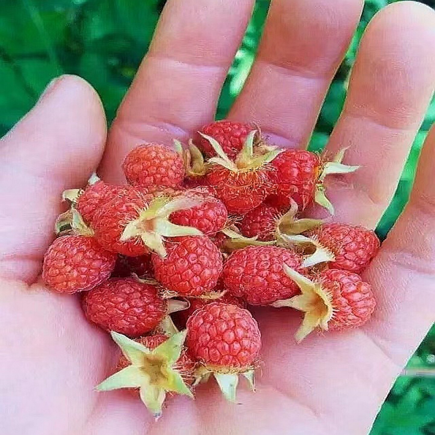 树莓 山莓 三月泡 牛奶泡 泡儿刺庭院耐寒趣味喜半阴湿润果树苗