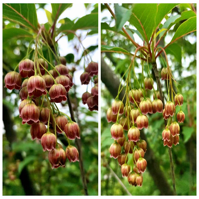 50包邮 吊钟花 灯笼花  新