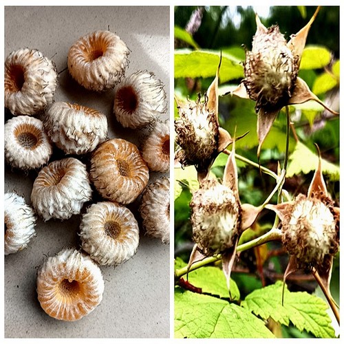 毛莓蔷薇花香耐寒庭院阳台果树