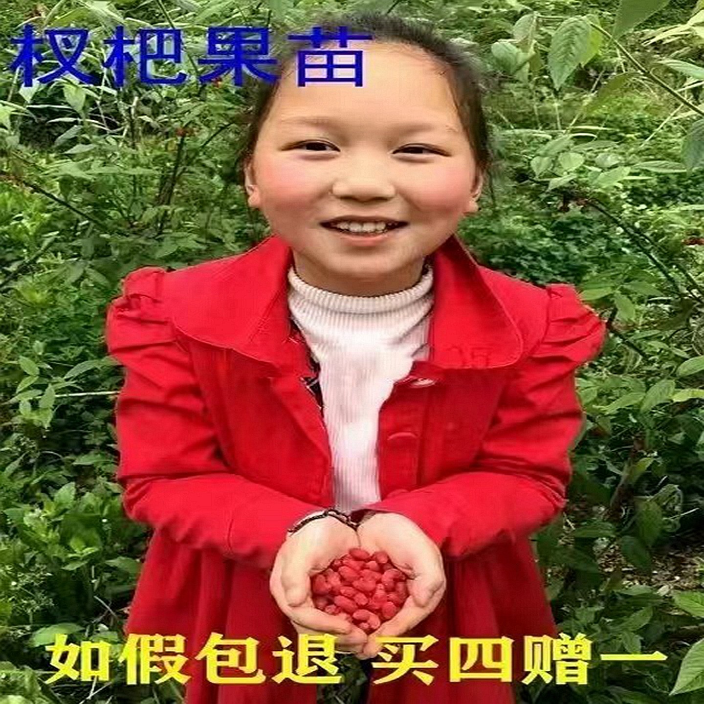 杈杷果 树苗 心形果 健身果爱情果相思果盆栽庭院阳台南北耐寒阴