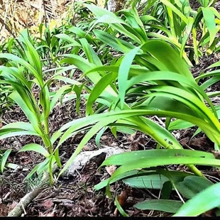 满50包邮 崖韭 天韭 山区悬崖峭壁上的原生品种可观赏绿植耐寒阴