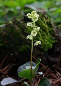 鹿蹄草 免邮 常绿多年生植物庭院室内地盆培耐寒湿时令草本花卉 费