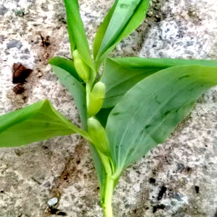 小玉竹 多年生落叶草本小型绿植喜阴凉湿润天门冬科耐寒新奇植物