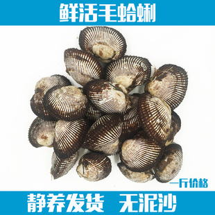 毛蛤蜊新鲜鲜活蛤蜊毛蚶海鲜贝类赤贝贝类连云港野生海鲜水产500g