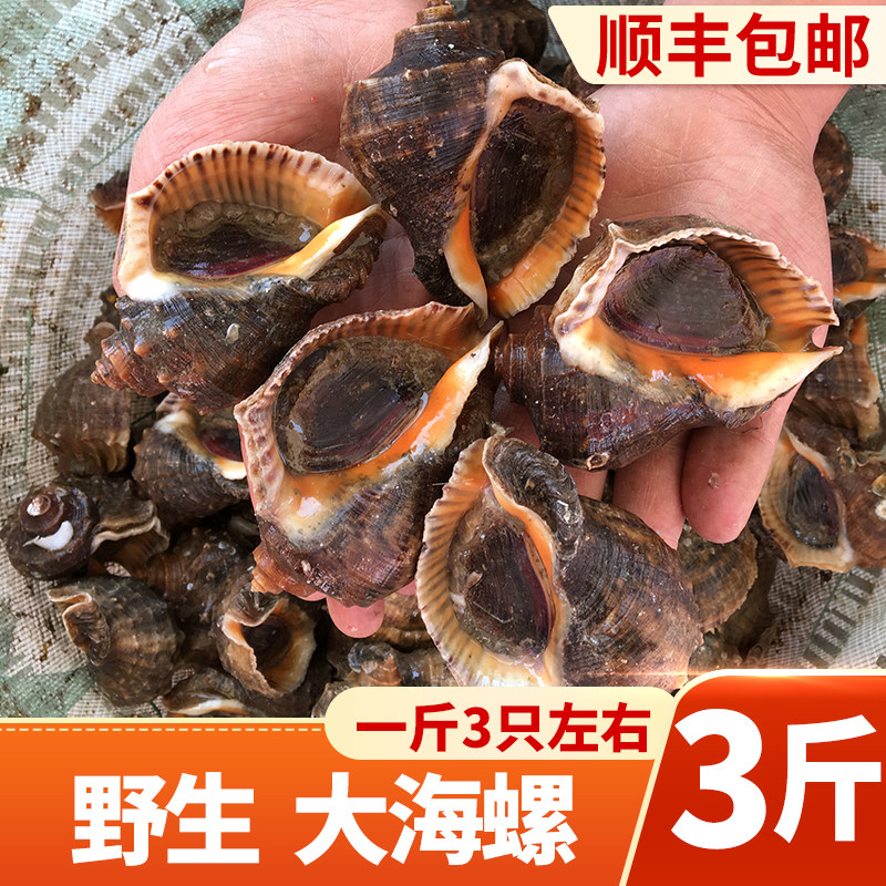 海螺鲜活大号新鲜野生海捕海鲜水产贝类地笼海螺当天现挖3斤包邮