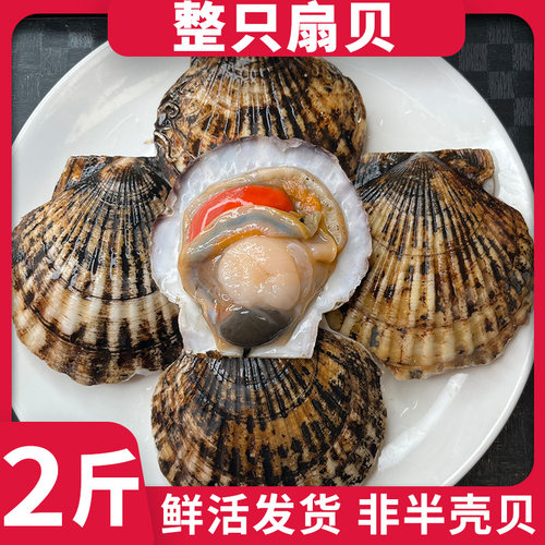 大号新鲜扇贝夏夷贝鲜活发货