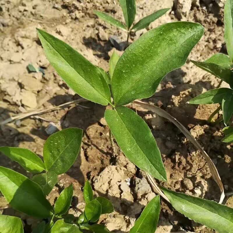 野生滴水珠中药材一粒珠石半夏种球一枝花五滴珠独龙珠蛇珠种籽
