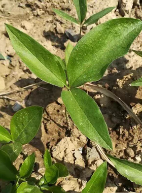 野生滴水珠中药材一粒珠石半夏种球一枝花五滴珠独龙珠蛇珠种籽