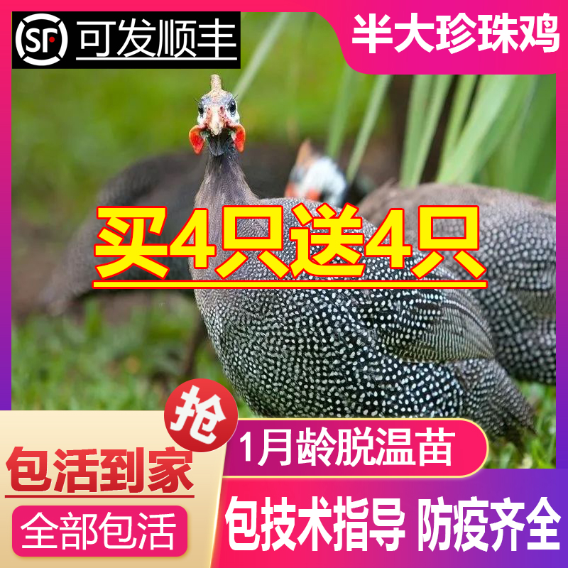 半斤一斤左右珍珠鸡小苗珍珠鸡活苗半大鸡珍珠棉鸡珍珠苗鸡脱温苗