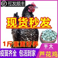 正宗蘆花雞活苗一斤半斤左右山東汶上蘆花雞苗黑白綠殼蛋小雞活苗