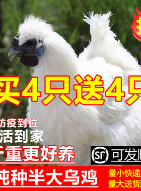 正宗乌鸡活苗纯种一斤半斤乌鸡苗乌骨鸡活苗白凤泰和竹丝鸡活苗