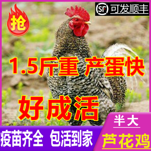 正宗散养芦花鸡活苗一斤半斤左右芦花鸡苗黑白绿壳蛋小鸡活苗