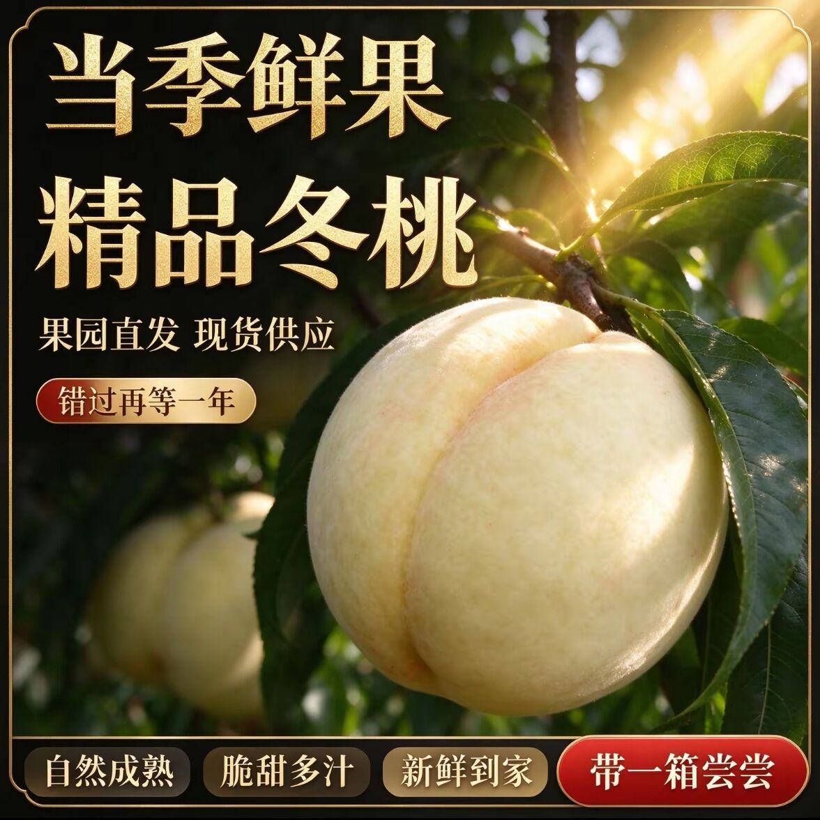 秋桃冬桃新鲜现摘脆甜水果桃子