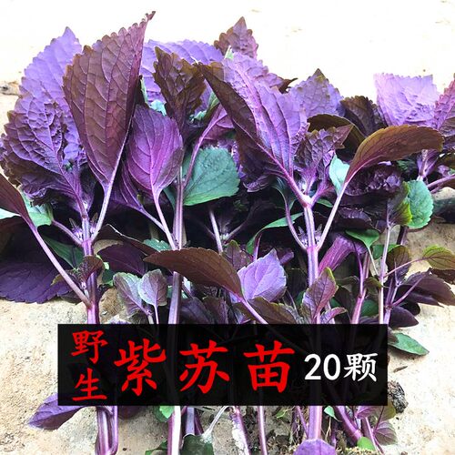 正宗新鲜紫苏叶苗盆栽去腥提鲜可食用香料带泥土带根新鲜发货