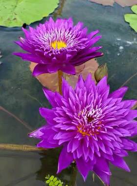 热带品种睡莲花期长勤花香水莲